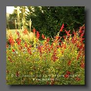 Salvia 'Sauge Ananas' .(le jardin de la poterie Hillen) www.poterie.fr